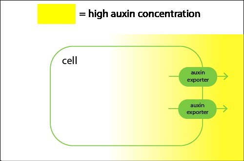 cells export auxin more on the side which has the highest auxin concentration